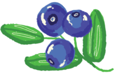 Dried blueberries Icon Image